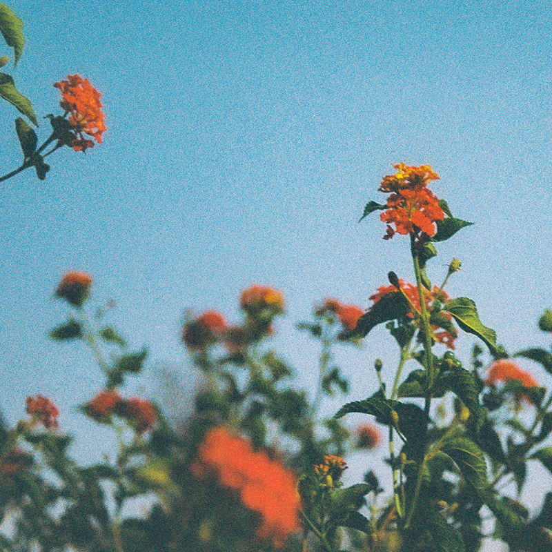 Moon Juice Flower Experience